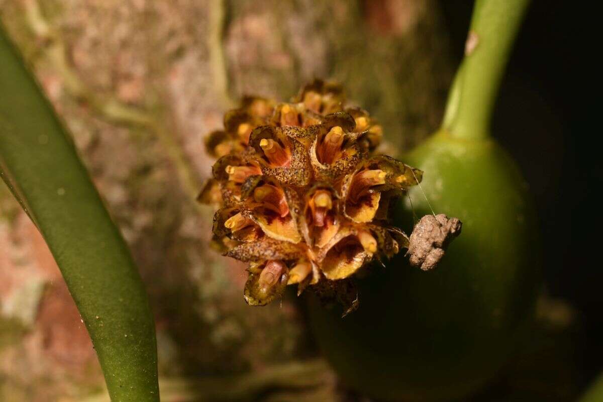 Image of Bulbophyllum crassipes Hook. fil.