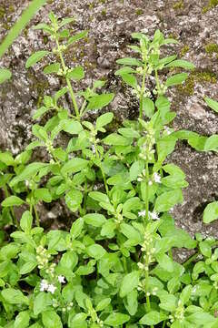 Image of Mentha australis R. Br.