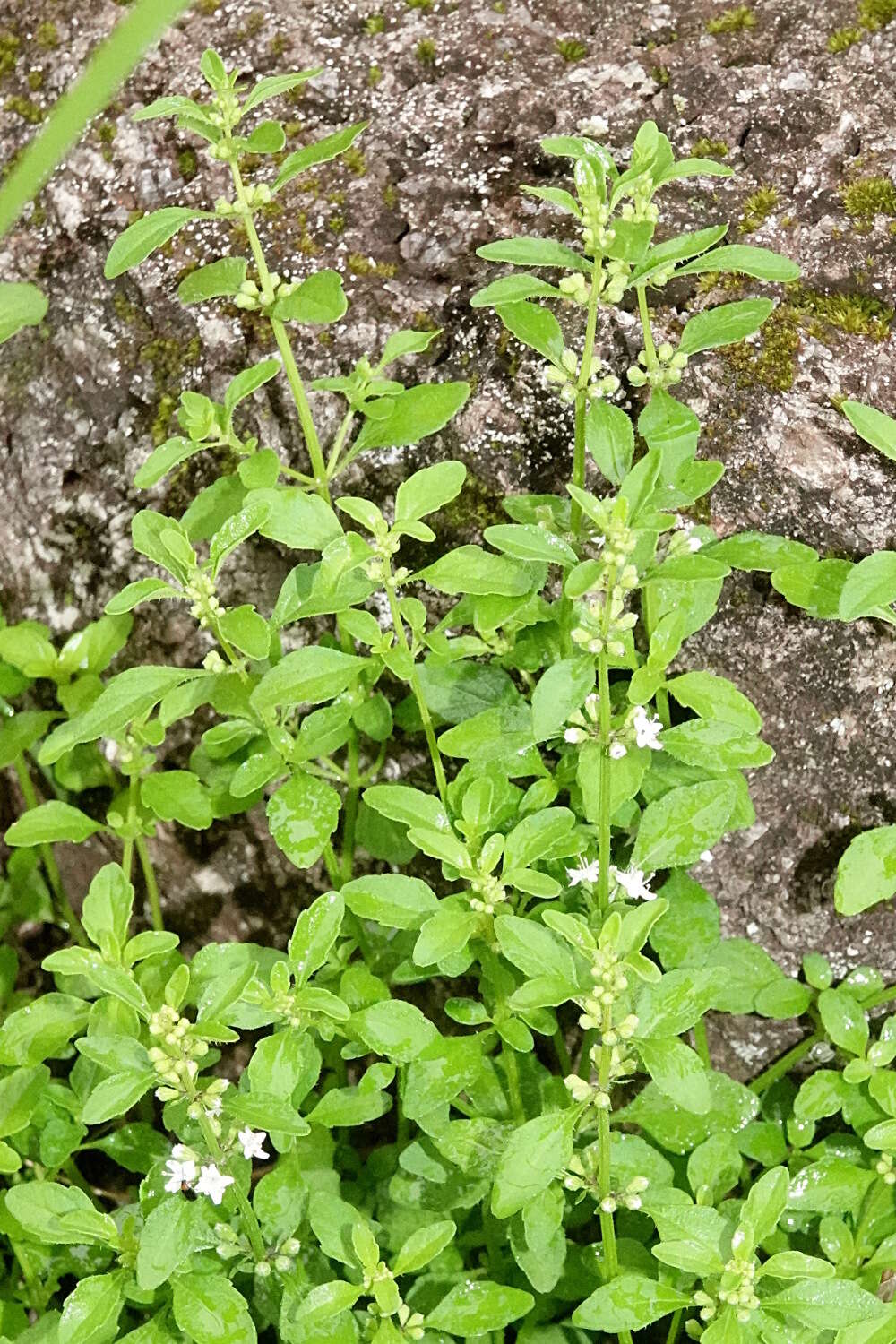 Image of Mentha australis R. Br.