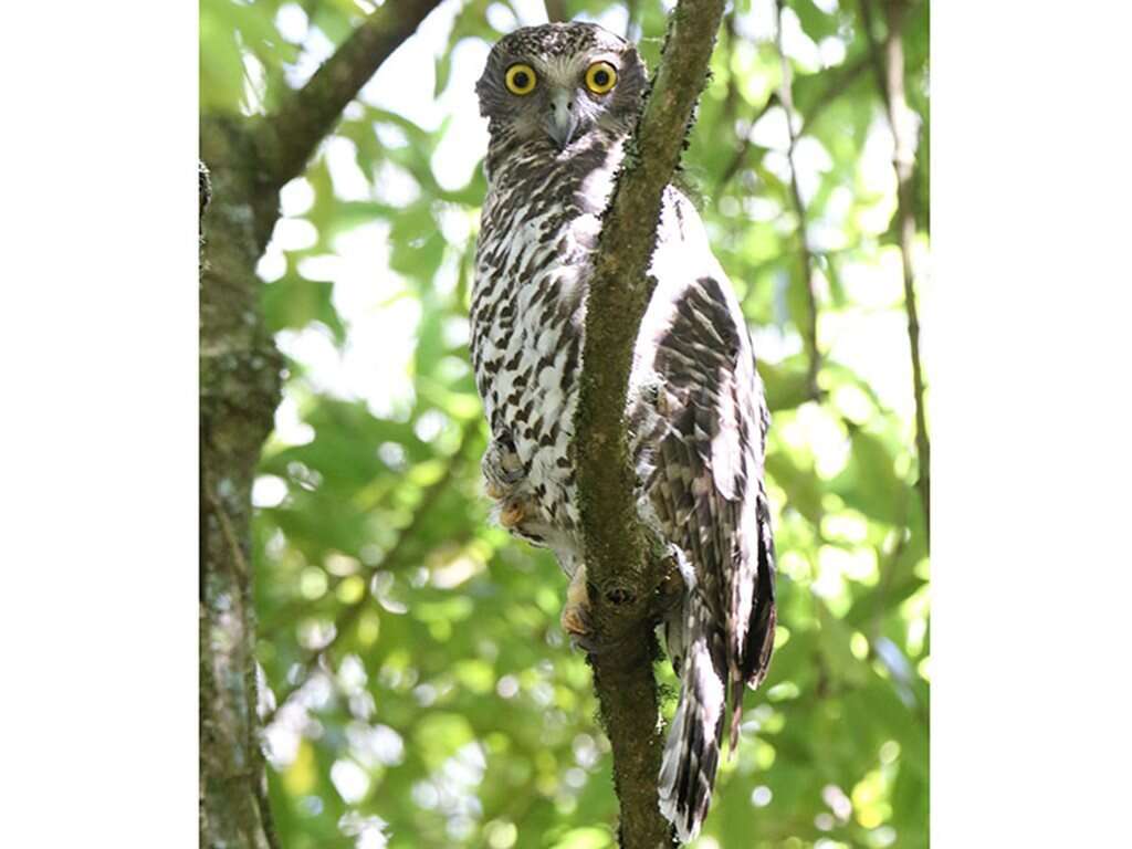 صورة Ninox strenua (Gould 1838)