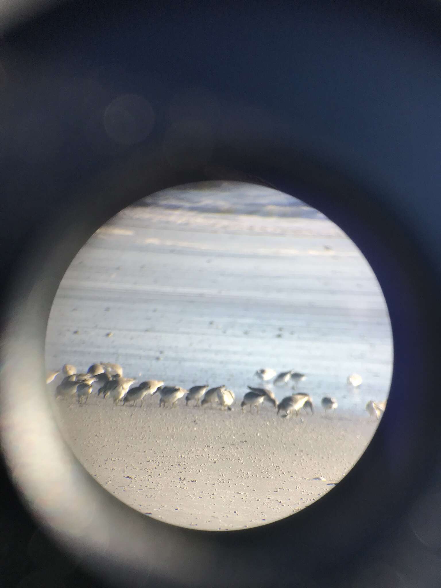 Image of Rufa Red Knot