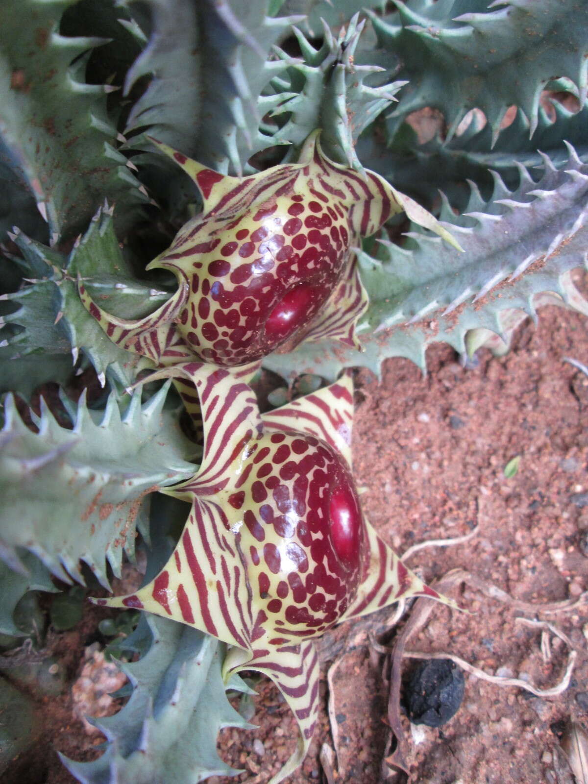 Image de Ceropegia zebrina (N. E. Br.) Bruyns