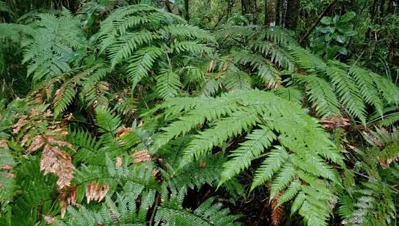 Image of Dicksonia lanata subsp. hispida (Colenso) Perrie & Brownsey