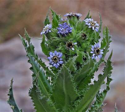 Image of Perezia multiflora subsp. multiflora