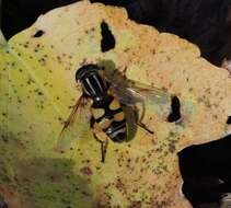 Image of Helophilus fasciatus Walker 1849