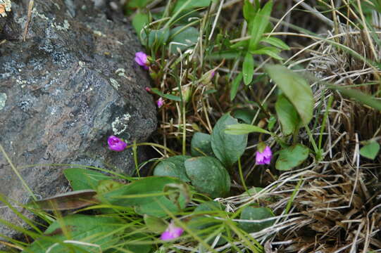 Claytonia ogilviensis Mc Neill resmi