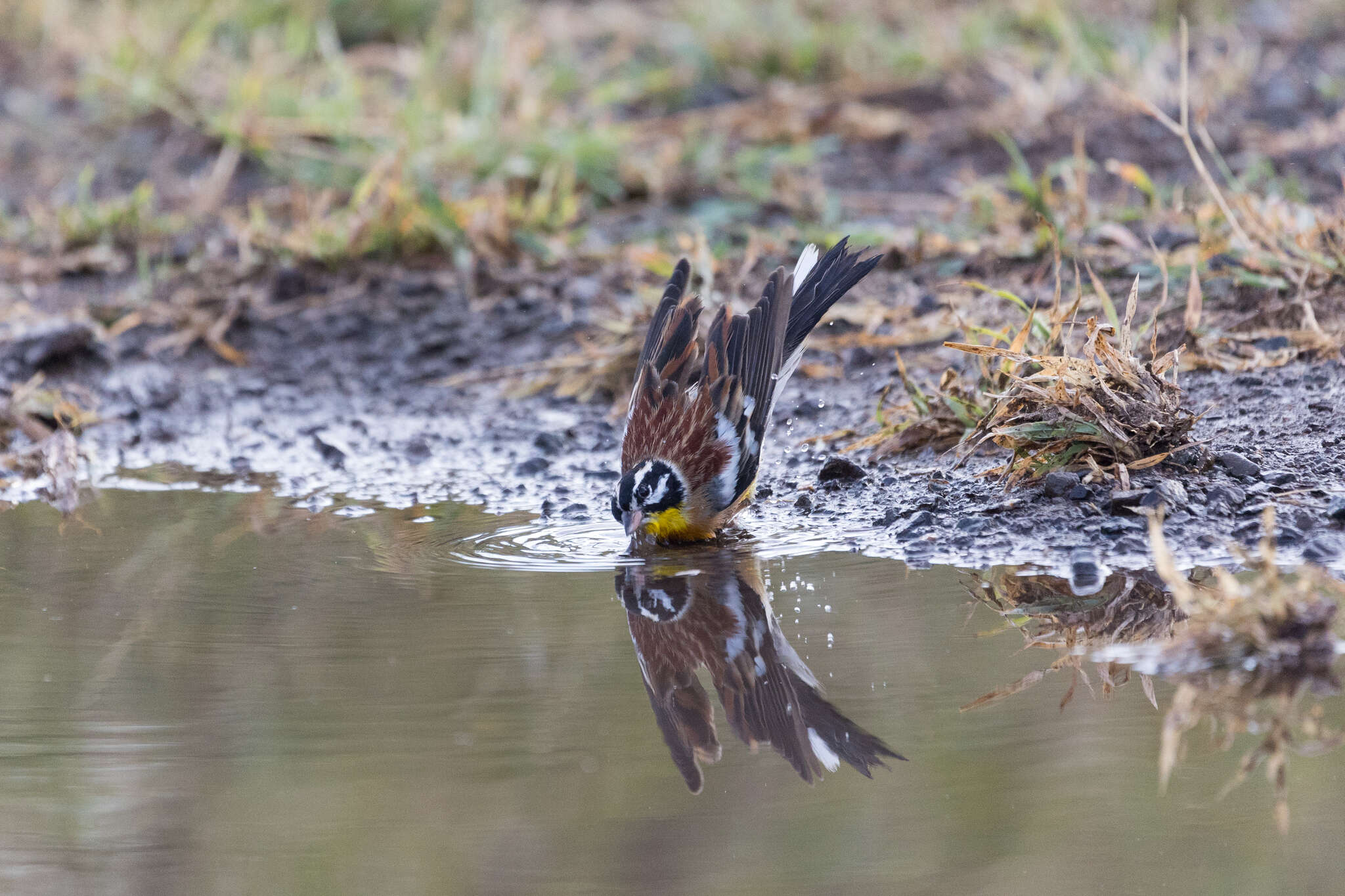 Imagem de Emberiza flaviventris flaviventris Stephens 1815