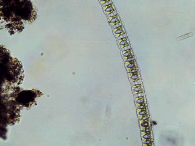 صورة Desmidium baileyi