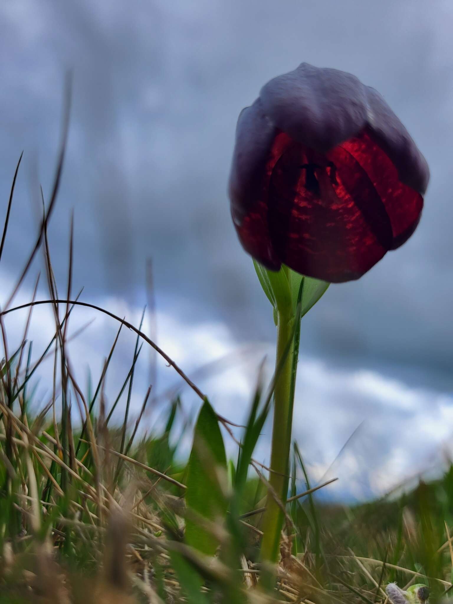 Image of Fritillaria latifolia Willd.