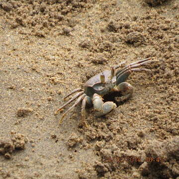 Image of Horned Ghost Crab