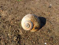 Image of common northern moonsnail