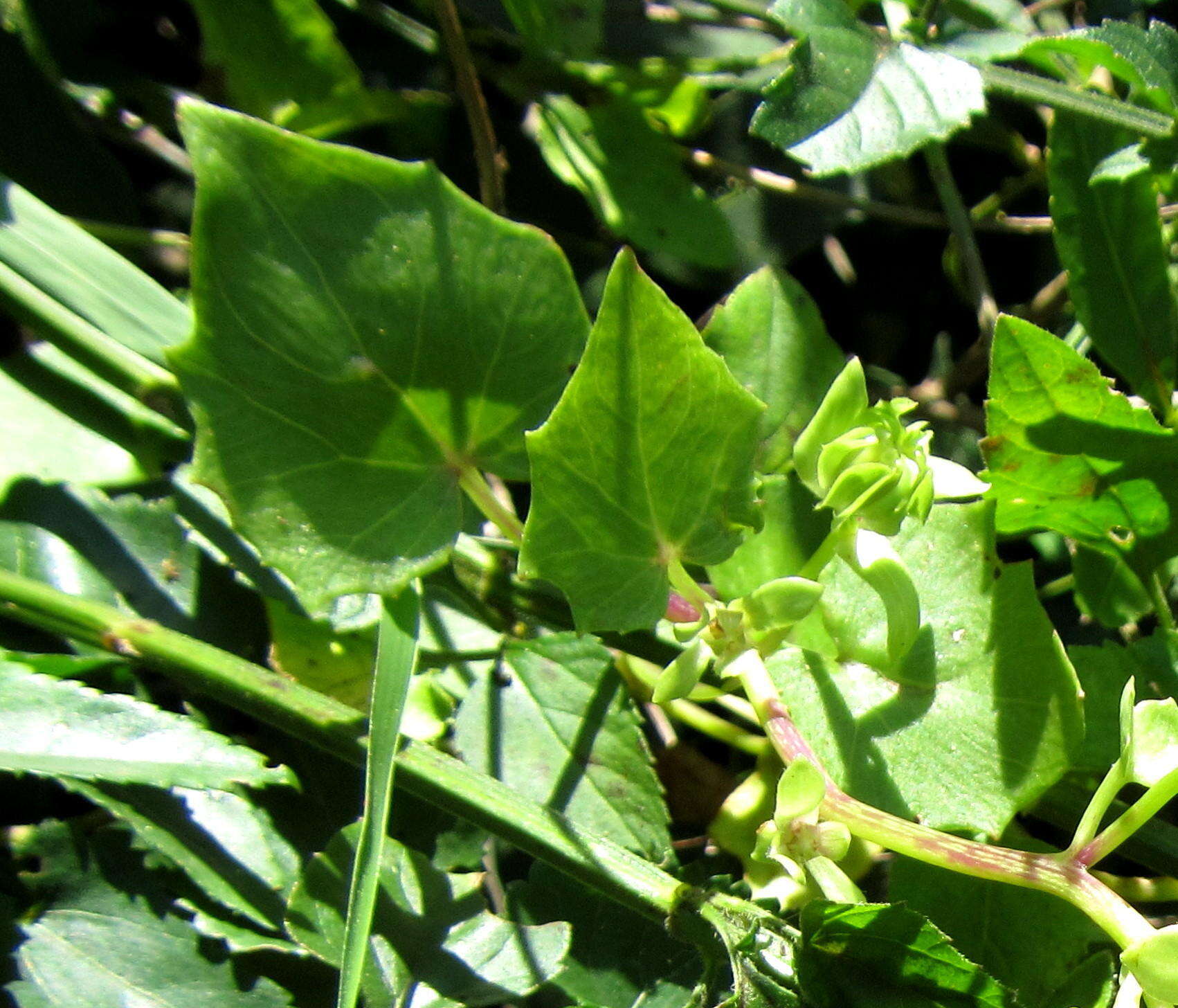 Sivun Senecio helminthioides (Sch. Bip.) Hilliard kuva