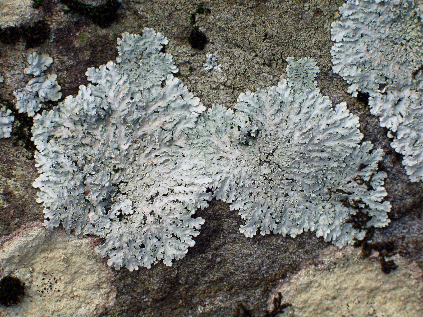 Image of shield lichen