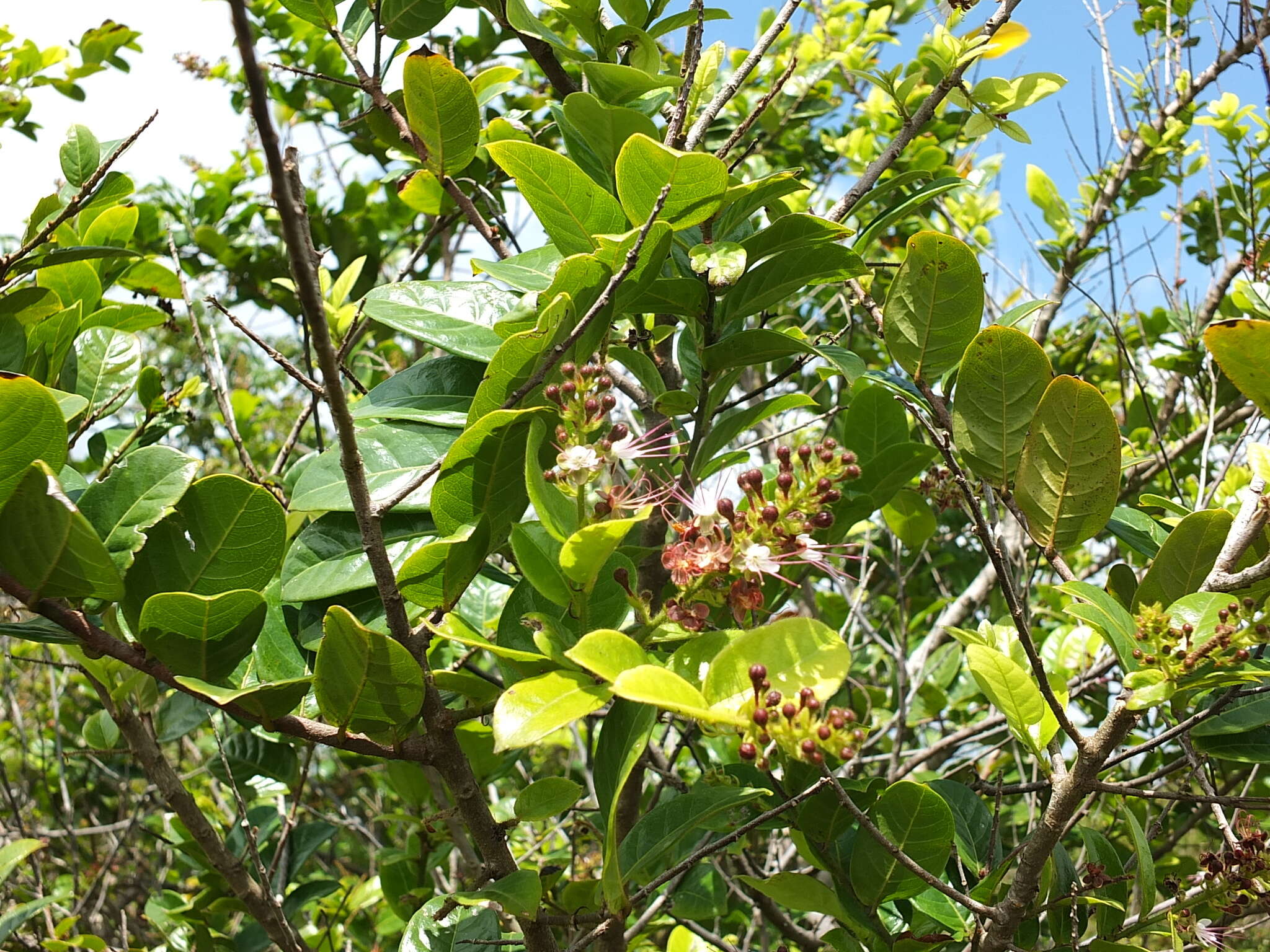 Plancia ëd Hirtella paniculata Sw.
