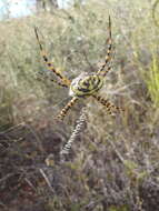 Image of Argiope australis (Walckenaer 1805)