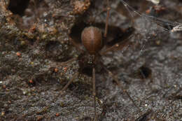 Image de Pholcophora americana Banks 1896