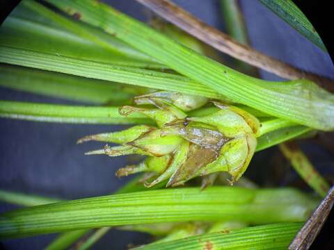 Imagem de Carex tonsa var. rugosperma (Mack.) Crins