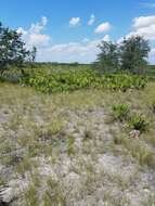 Image of Manatee Beak Sedge