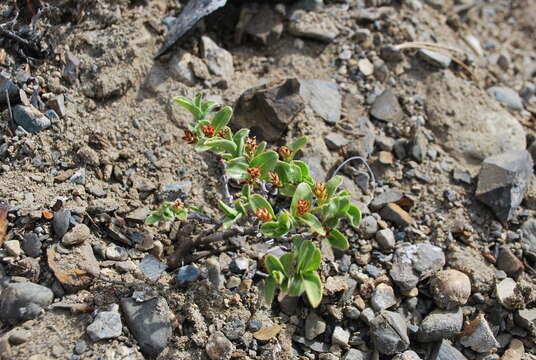 Image of Setchell's Willow