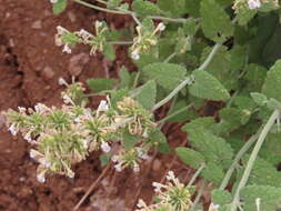 Image de Nepeta italica L.