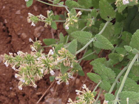 Plancia ëd Nepeta italica L.