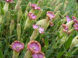 Слика од Silene vallesia L.