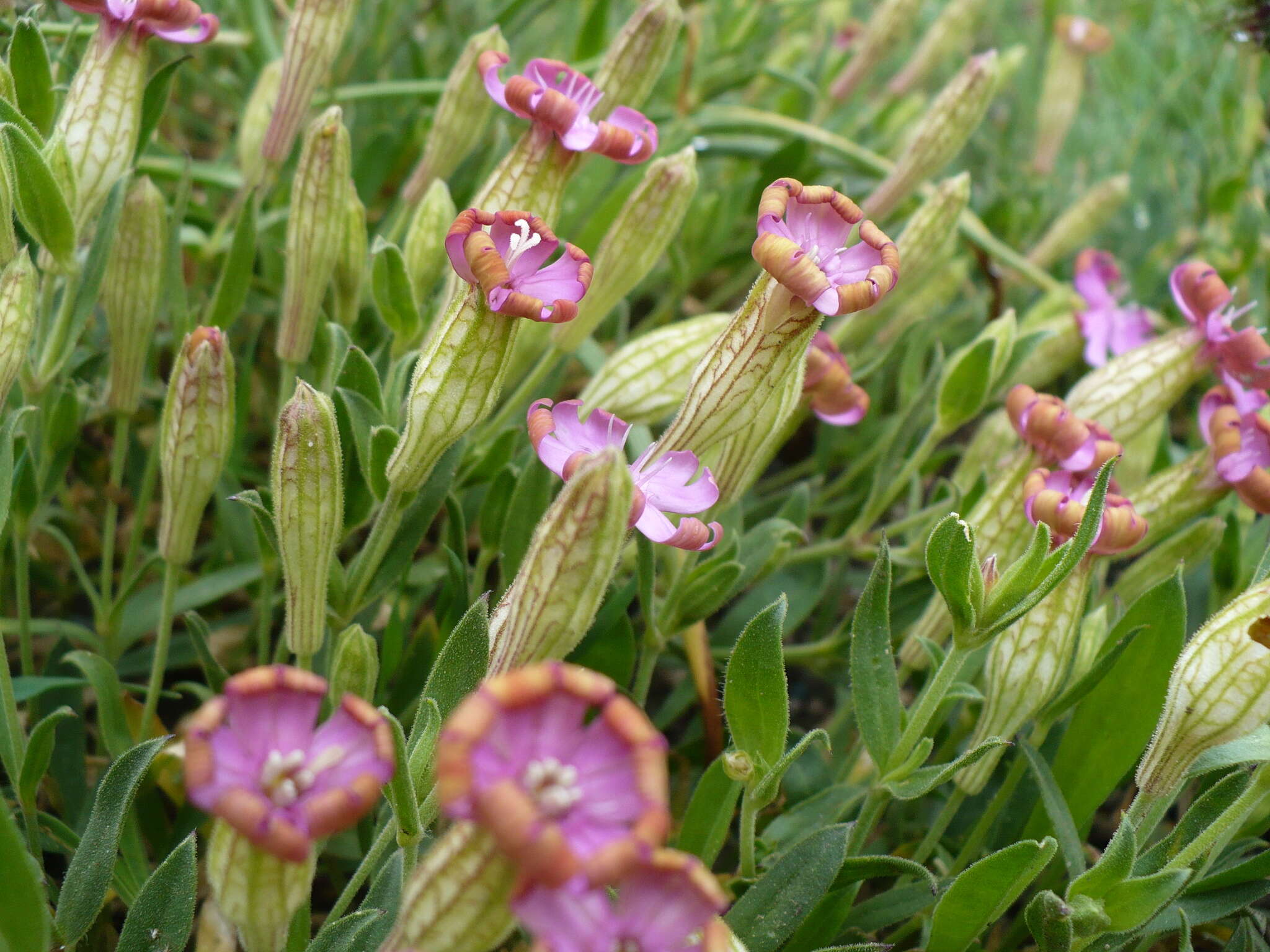 Слика од Silene vallesia L.