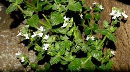 صورة Nemesia melissifolia Benth.