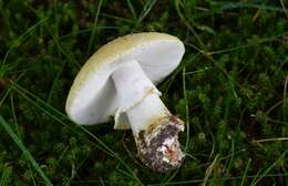 Image of Amanita franchetii (Boud.) Fayod 1889