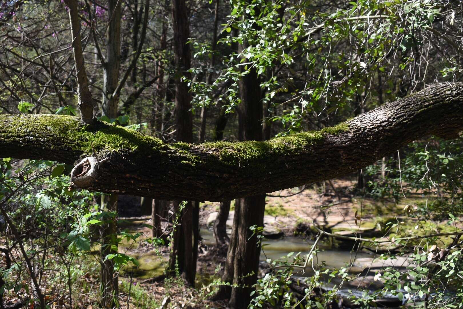 Image of leucodon moss