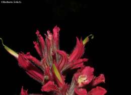 Image of Castilleja spiranthoides Standley