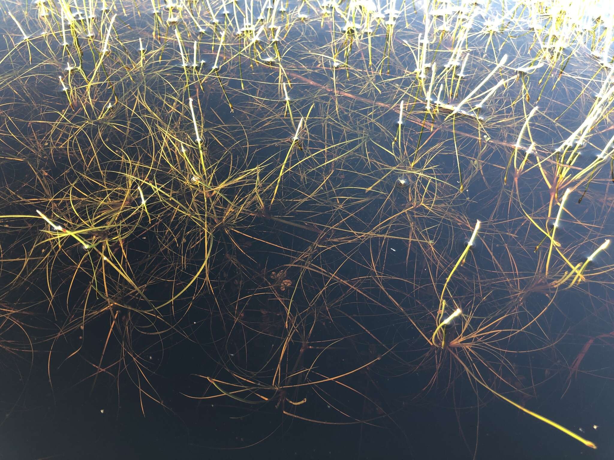 Image of Isolepis rubicunda Kunth