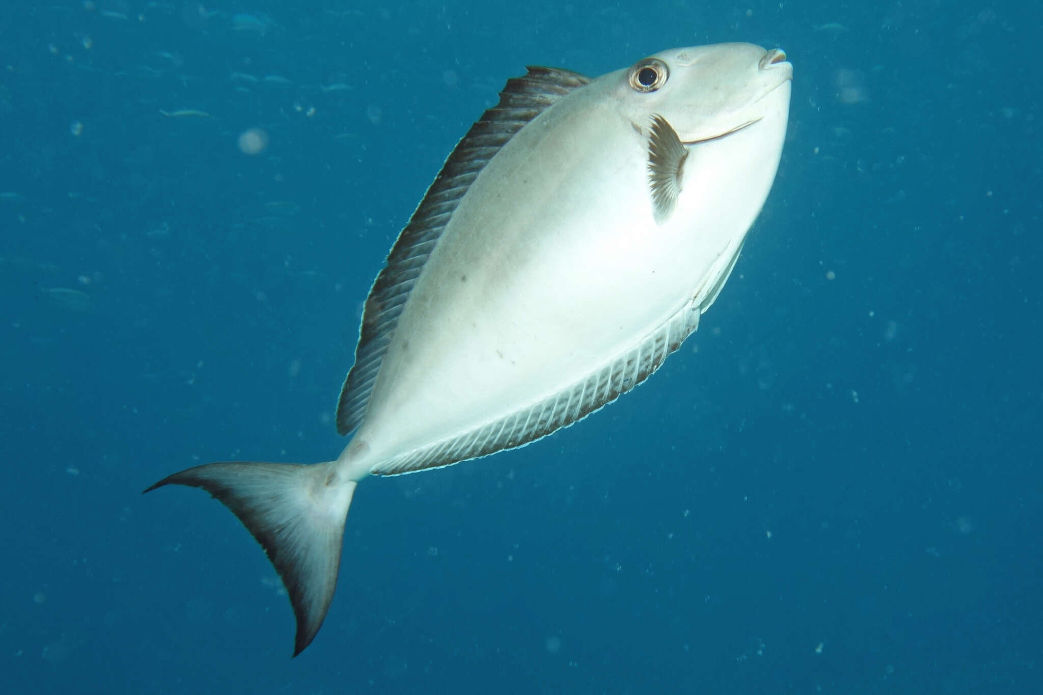 Image of Horseface Unicornfish