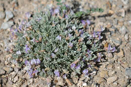 Image of <i>Astragalus <i>calycosus</i></i> var. calycosus