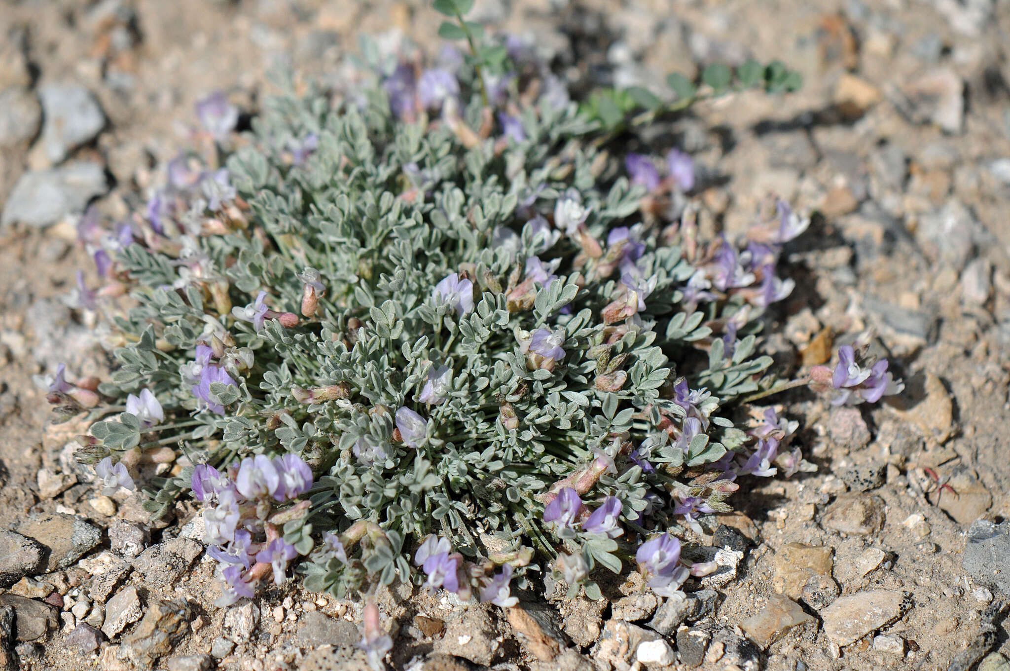 Sivun <i>Astragalus <i>calycosus</i></i> var. calycosus kuva