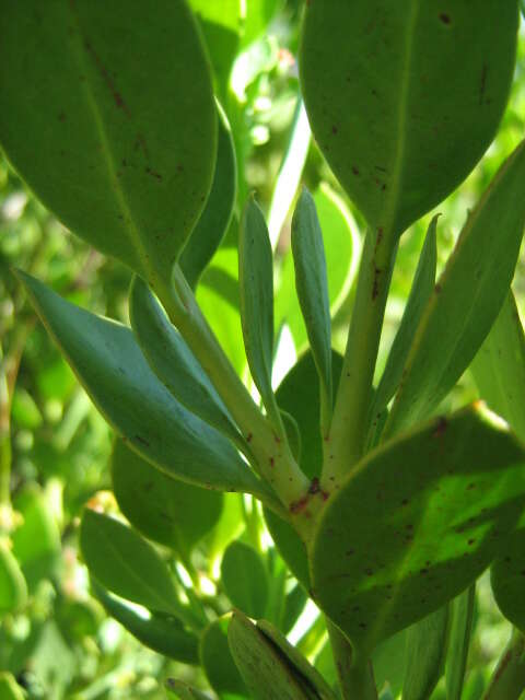 Image of Coastal tannin-bush