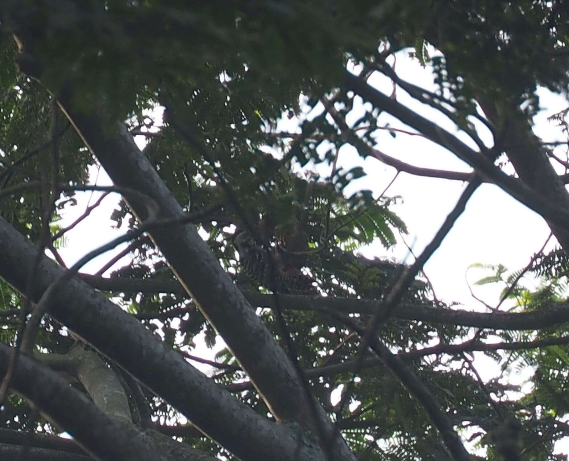 Image of Freckle-breasted Woodpecker