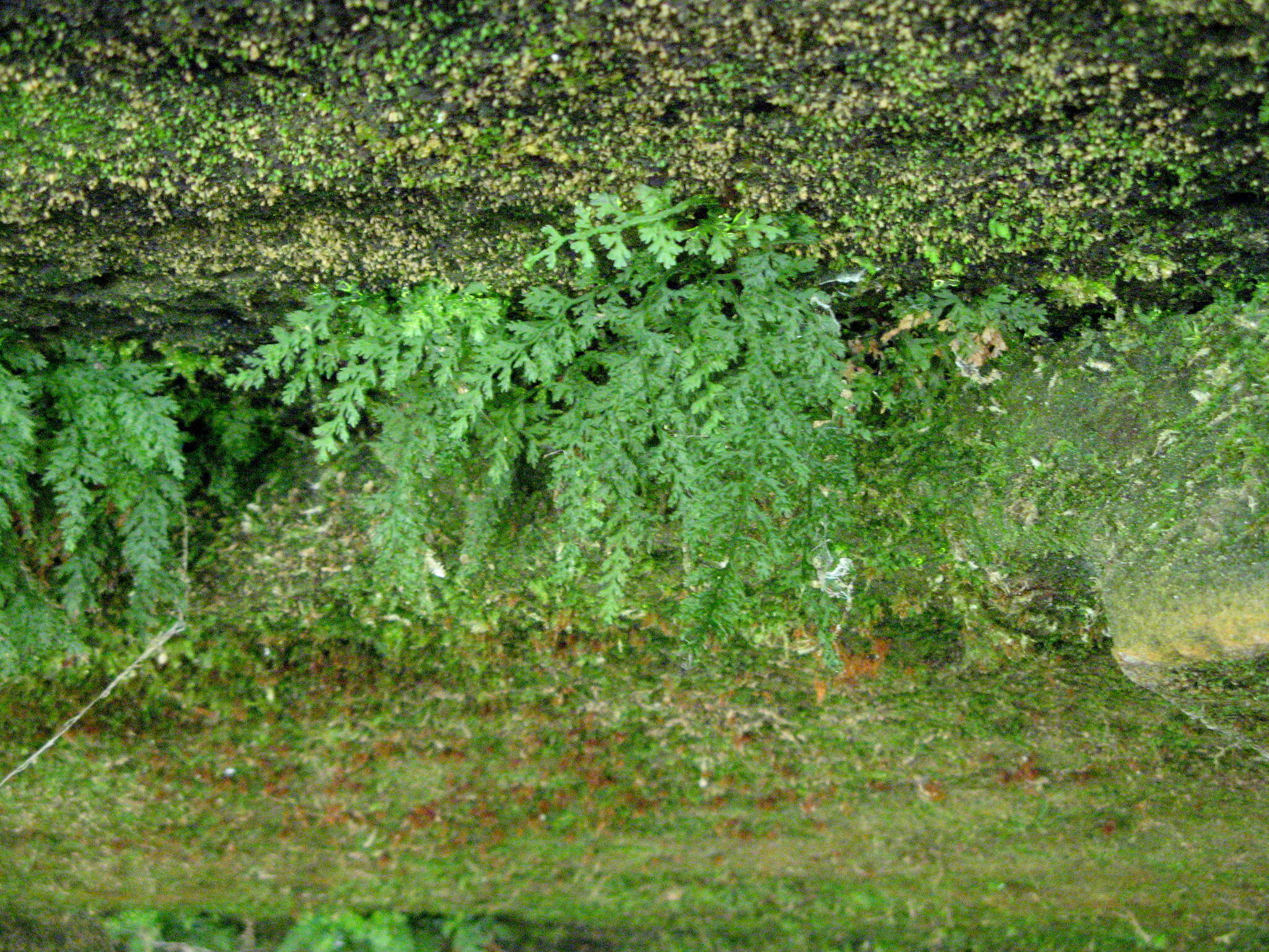 Image of Appalachian Fern