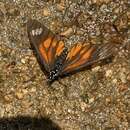 Image of Acraea baxteri Sharpe 1902