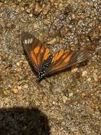 Image of Acraea baxteri Sharpe 1902