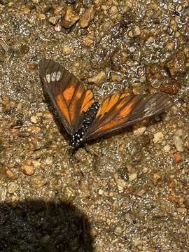 Acraea baxteri Sharpe 1902 resmi