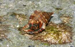 Image of orange claw hermit crab