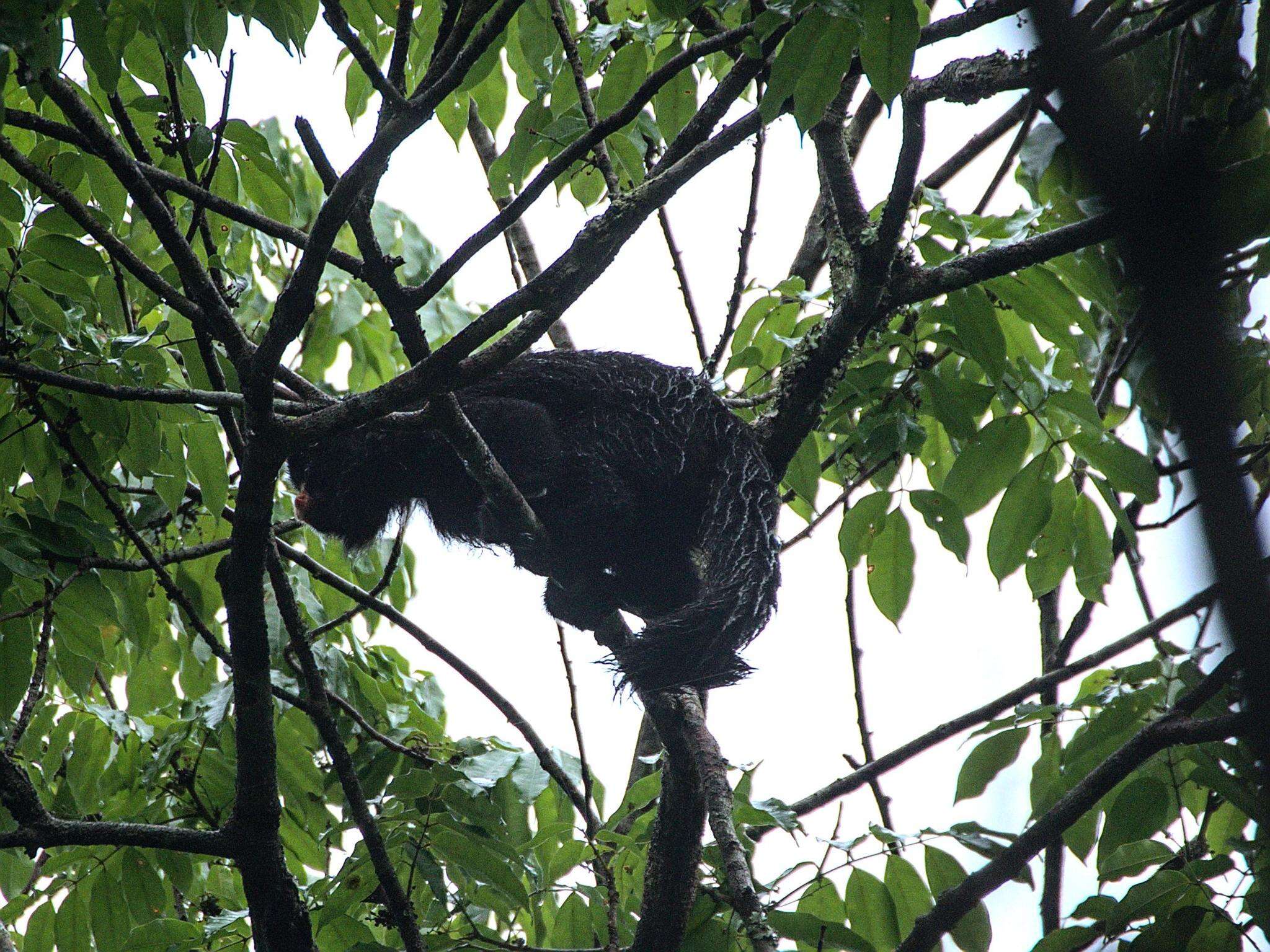 Image of Red-nosed Bearded Saki