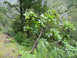 Image of Sonchus fruticosus L. fil.