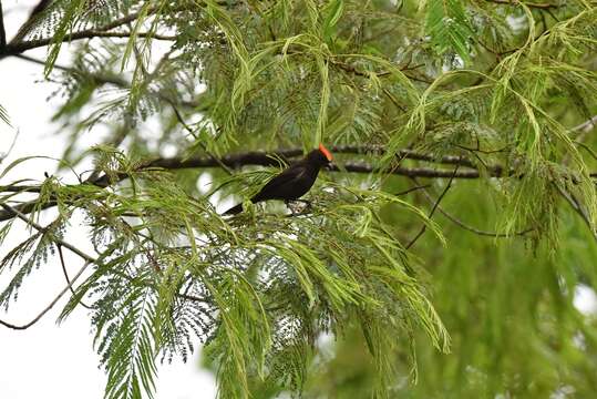 Image of Flame-crested Tanager