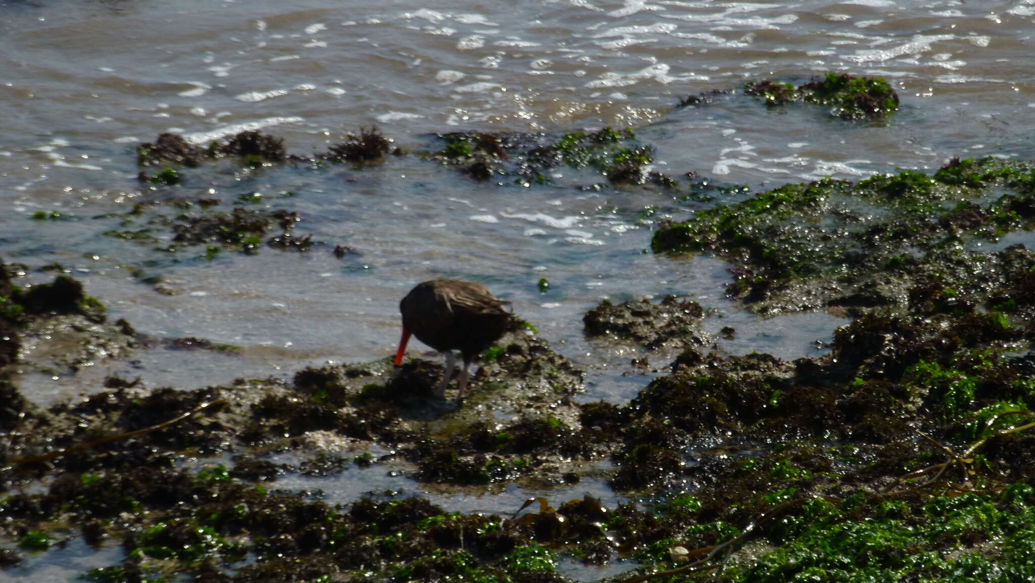 Image of Blackish Oystercatcher