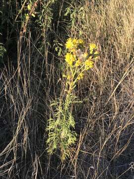 Image of hoary ragwort