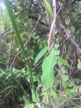 Image of Rhabdadenia madida (Vell.) Miers