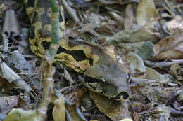 Слика од Acrantophis madagascariensis (Duméril & Bibron 1844)