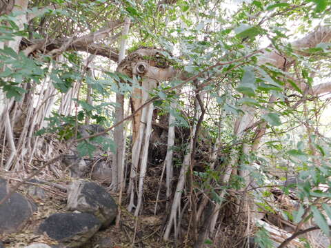 Ficus cotinifolia Kunth的圖片